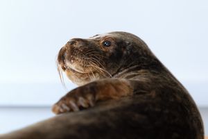 Teste dein Wissen über Meerestiere! Winterferienworkshop im OZEANEUM (Foto: Anke Neumeister / Deutsches Meeresmuseum)