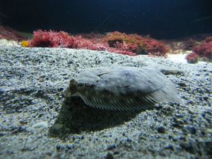 ...oder Plattfische beobachten. (Foto: Julia Daebeler / Deutsches Meeresmuseum)