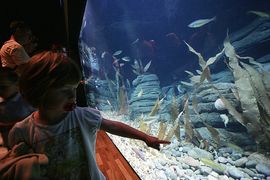 Entdeckungstour im Ostsee-Aquarium. (Foto: Rödel)