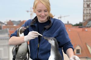 Seid bei einer Pinguinfütterung live dabei! (Foto: Margrit Wild / Deutsches Meeresmuseum)
