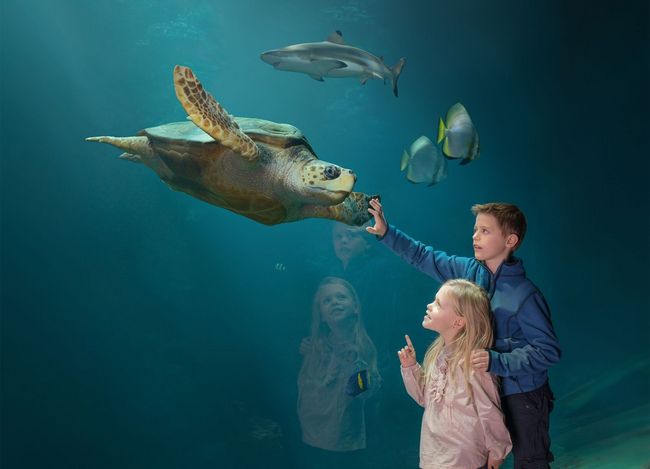 Die Meeresschildkröten im größten Becken des MEERESMUSEUMs. (Foto: Johannes-Maria Schlorke / Deutsches Meeresmuseum)