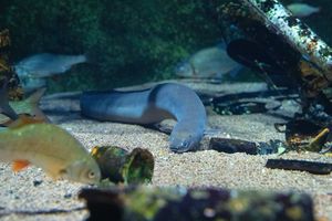 Im Aquarium Stralsunder Hafenbecken kann der Europäische Flussaal gut beobachtet werden. (Foto: Anke Neumeister / Deutsches Meeresmuseum)