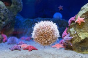 Landeszootag im OZEANEUM (Foto: Anke Neumeister / Deutsches Meeresmuseum)