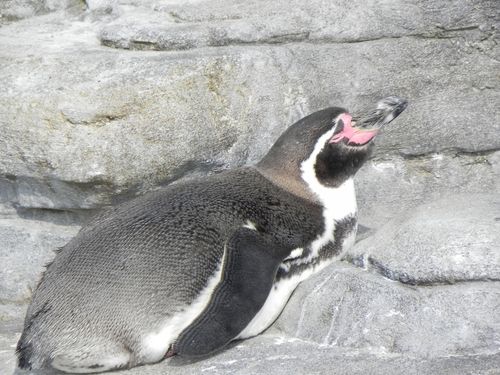 Humboldtpinguin im OZEANEUM